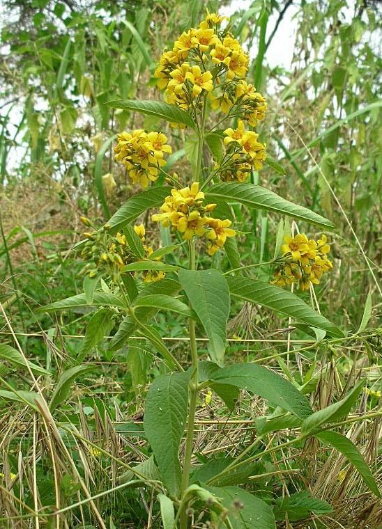 Lysimachia vulgaris / Mazza d'' oro comune